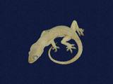 拉丁學名： em Hemidactylus frenatus /em 中文名稱：蝎虎英文名稱：Common house gecko