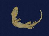 拉丁學名： em Hemidactylus frenatus /em 中文名稱：蝎虎英文名稱：Common house gecko