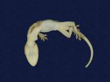 拉丁學名： em Hemidactylus frenatus /em 中文名稱：蝎虎英文名稱：Common house gecko