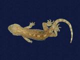 拉丁學名： em Gekko hokouensis /em 中文名稱：守宮英文名稱：Hekou s gecko