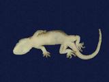 拉丁學名： em Gekko hokouensis /em 中文名稱：守宮英文名稱：Hekou s gecko