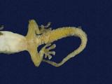 拉丁學名： em Hemidactylus frenatus /em 中文名稱：蝎虎英文名稱：Common house gecko