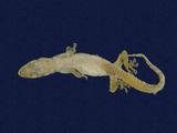 拉丁學名： em Hemidactylus frenatus /em 中文名稱：蝎虎英文名稱：Common house gecko