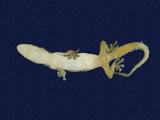 拉丁學名： em Hemidactylus frenatus /em 中文名稱：蝎虎英文名稱：Common house gecko