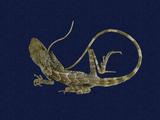 拉丁學名： em Japalura swinhonis /em 中文名稱：斯文豪氏攀蜥英文名稱：Swinhoe’s tree lizard