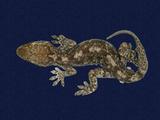 拉丁學名： em Gekko hokouensis /em 中文名稱：守宮英文名稱：Hekou s gecko