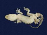 拉丁學名： em Gekko hokouensis /em 中文名稱：守宮英文名稱：Hekou s gecko