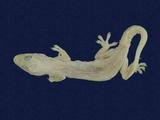 拉丁學名： em Hemidactylus frenatus /em 中文名稱：蝎虎英文名稱：Common house gecko