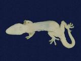 拉丁學名： em Hemidactylus frenatus /em 中文名稱：蝎虎英文名稱：Common house gecko