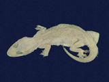 拉丁學名： em Hemidactylus frenatus /em 中文名稱：蝎虎英文名稱：Common house gecko