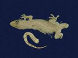 拉丁學名： em Hemidactylus frenatus /em 中文名稱：蝎虎英文名稱：Common house gecko