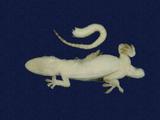 拉丁學名： em Hemidactylus frenatus /em 中文名稱：蝎虎英文名稱：Common house gecko