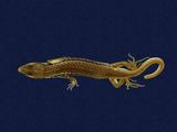 拉丁學名： em Sphenomorphus indicus /em 中文名稱：印度蜓蜥英文名稱：Indian forest skink