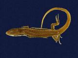 拉丁學名： em Sphenomorphus indicus /em 中文名稱：印度蜓蜥英文名稱：Indian forest skink