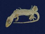 拉丁學名： em Hemidactylus frenatus /em 中文名稱：蝎虎英文名稱：Common house gecko