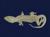 拉丁學名： em Hemidactylus frenatus /em 中文名稱：蝎虎英文名稱：Common house gecko