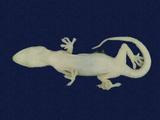 拉丁學名： em Hemidactylus frenatus /em 中文名稱：蝎虎英文名稱：Common house gecko