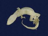 拉丁學名： em Hemidactylus frenatus /em 中文名稱：蝎虎英文名稱：Common house gecko