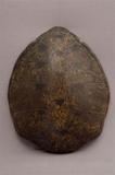 拉丁學名： em Chelonia mydas japonica /em 中文名稱：綠蠵龜英文名稱：Green turtle