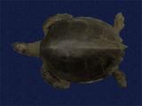 拉丁學名： em Chelonia mydas japonica /em 中文名稱：綠蠵龜英文名稱：Green turtle