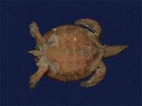 拉丁學名： em Chelonia mydas japonica /em 中文名稱：綠蠵龜英文名稱：Green turtle