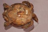 拉丁學名： em Eretmochelys imbricata squamata /em 中文名稱：玳瑁英文名稱：Tortoise-shelled turtle