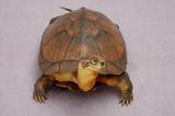 拉丁學名： em Mauremys mutica /em 中文名稱：柴棺龜英文名稱：Yellow turtle