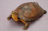 拉丁學名： em Mauremys mutica /em 中文名稱：柴棺龜英文名稱：Yellow turtle