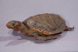 拉丁學名： em Eretmochelys imbricata squamata /em 中文名稱：玳瑁英文名稱：Tortoise-shelled turtle