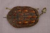 拉丁學名： em Ocadia sinensis /em 中文名稱：斑龜英文名稱：Chinese striped-neck turtle