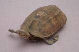 拉丁學名： em Geoclemys reevesii /em 中文名稱：金龜英文名稱：Golden turtle