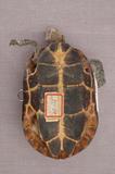 拉丁學名： em Geoclemys reevesii /em 中文名稱：金龜英文名稱：Golden turtle