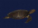 拉丁學名： em Chelonia mydas japonica /em 中文名稱：綠蠵龜英文名稱：Green turtle