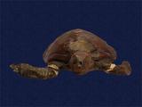 拉丁學名： em Chelonia mydas japonica /em 中文名稱：綠蠵龜英文名稱：Green turtle