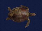 拉丁學名： em Chelonia mydas japonica /em 中文名稱：綠蠵龜英文名稱：Green turtle