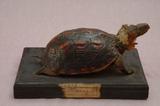 拉丁學名： em Cyclemys flavomarginata /em 中文名稱：食蛇龜英文名稱：Yellow-lined box turtle