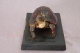 拉丁學名： em Cyclemys flavomarginata /em 中文名稱：食蛇龜英文名稱：Yellow-lined box turtle