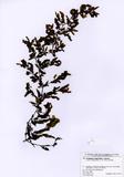 ԤBǦWGSargassum crispofolium Yamada