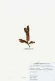ԤBǦWGNeurymenia fraxinifolia (Mertens ex Turner) J. Agardh