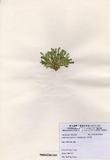 ԤBǦWGHalimeda opuntia (Linnaeus) Lamouroux