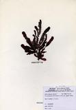 ԤBǦWGNeurymenia fraxinifolia (Mertens ex Turner) J. Agardh