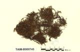 拉丁學名：Grimmia apocarpa (L.) Hedw. var. microtheca Card.