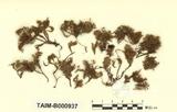 ԤBǦWGDolichomitra cymbifolia (Lindb.) Broth.