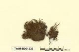 ԤBǦWGCratoneurella uncinifolia (Broth. et Par.) Robinson