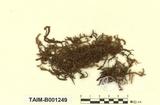 ԤBǦWGHylocomium pyrenaicum (Spruce) Lindb.