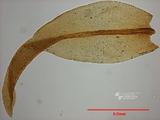 拉丁學名： em Zygodon campylophyllus C. Muell. /em 中文名稱：變齒蘚屬