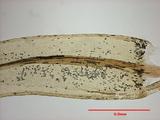 拉丁學名： em Aulacomnium palustre (Hedw.) Schwaegr. /em 中文名稱：沼澤皺蒴蘚