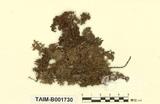 拉丁學名：Trichocolea tomentella (Ehrh.) Dum.