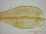 拉丁學名： em Haplocladium microphyllum (Hedw.) Broth. /em 中文名稱：細葉小羽蘚