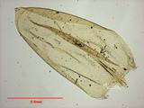 拉丁學名： em Scleropodium touretii (Brid.) L. Koch. /em 中文名稱：鈍葉疣柄蘚